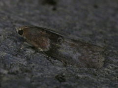 Sciota vetustella