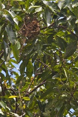 Todirostrum chrysocrotaphum