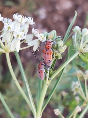 Tetraopes annulatus