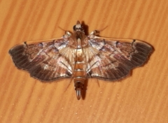 Salbia cassidalis
