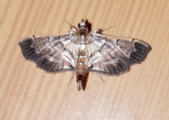 Salbia cassidalis