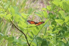 Limenitis archippus archippus