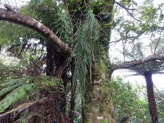 Asplenium flaccidum flaccidum