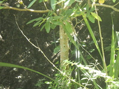 Tabernaemontana macrocarpa