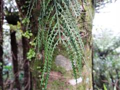 Asplenium flaccidum flaccidum