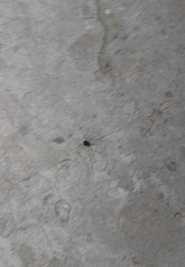 Opiliones