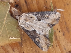 Lateroligia ophiogramma