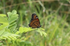 Limenitis archippus archippus