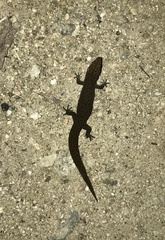 Sphaerodactylus notatus