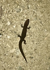 Sphaerodactylus notatus