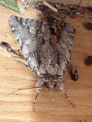 Catocala coccinata