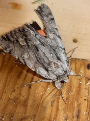 Catocala coccinata