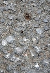 Opiliones