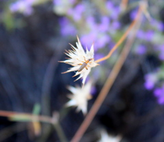 Oedemera murinipennis
