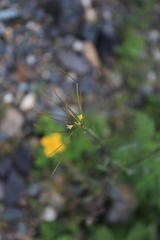 Sisymbrium heteromallum