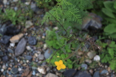 Sisymbrium heteromallum