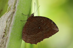 Elymnias hypermnestra beatrice