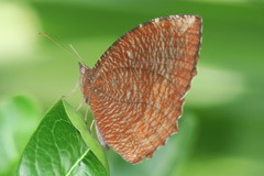 Elymnias hypermnestra beatrice