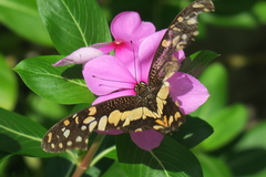 Papilio demoleus malayanus