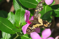 Papilio demoleus malayanus