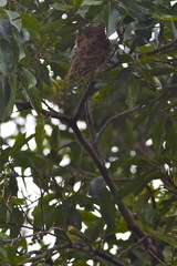Todirostrum chrysocrotaphum