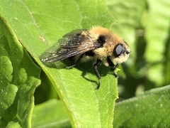 Oestrinae