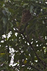 Todirostrum chrysocrotaphum