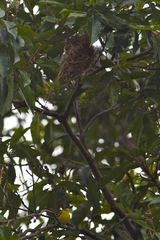 Todirostrum chrysocrotaphum