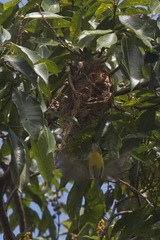 Todirostrum chrysocrotaphum