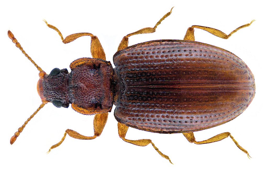 Enicmus transversus