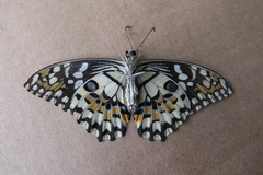 Papilio demoleus malayanus
