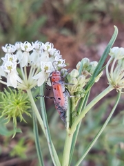 Tetraopes annulatus