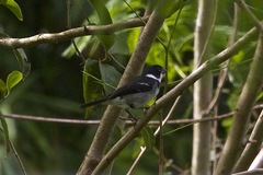 Sporophila americana