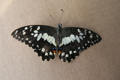 Papilio demoleus malayanus