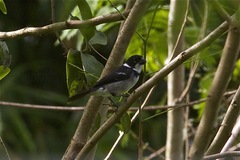 Sporophila americana