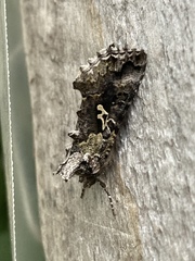 Syngrapha rectangula