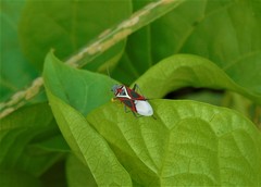 Anochrostomus formosus