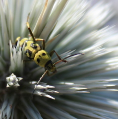Chlorophorus varius