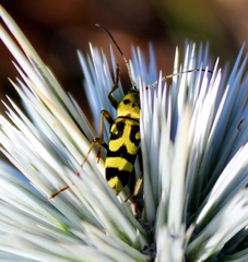 Chlorophorus varius
