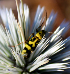 Chlorophorus varius