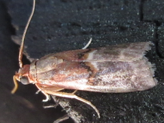 Acrobasis bellulella