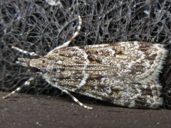 Scoparia isochroalis