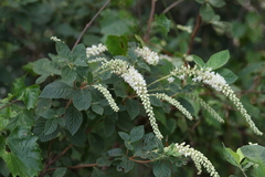 Clethra tomentosa