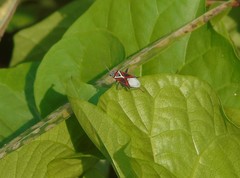 Anochrostomus formosus