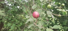 Capparis grandis