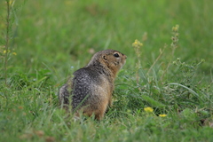 Urocitellus undulatus