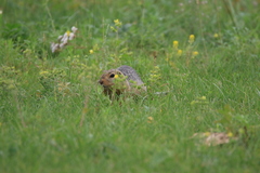 Urocitellus undulatus