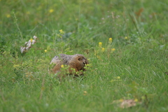 Urocitellus undulatus