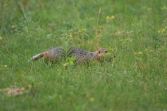 Urocitellus undulatus