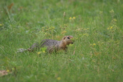 Urocitellus undulatus